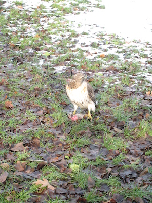 Hawk (12-31-2007 12:14)