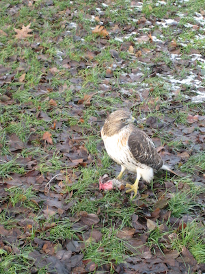 Hawk (12-31-2007 12:14)