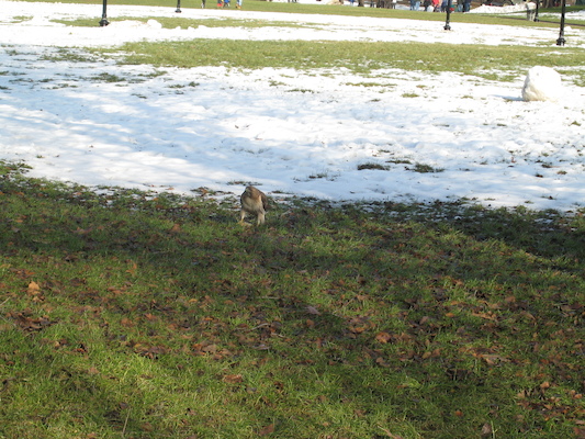 Hawk (12-31-2007 12:16)