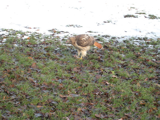 Hawk (12-31-2007 12:17)