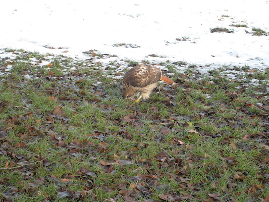 Hawk (12-31-2007 12:17)