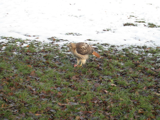 Hawk (12-31-2007 12:17)
