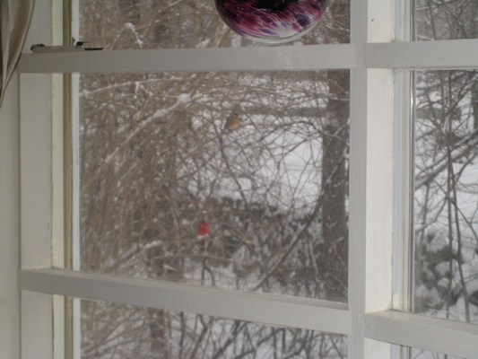 Cardinal on the tree (02-22-2008 14:38)