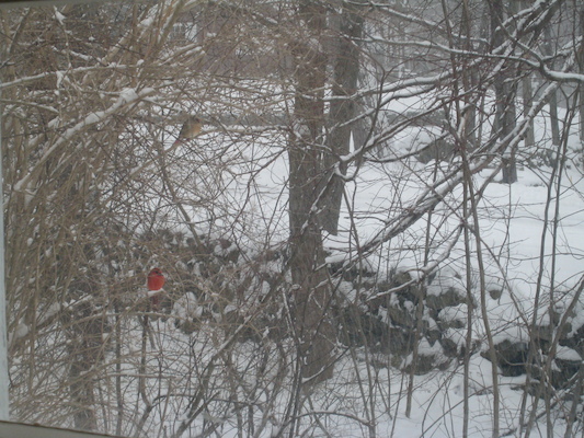 Cardinal on the tree (02-22-2008 14:39)