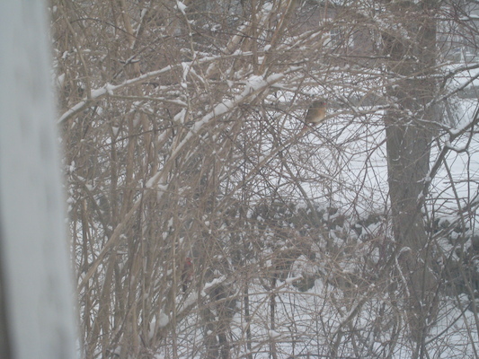 Cardinal on the tree (02-22-2008 14:39)