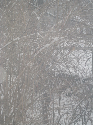 Cardinal on the tree (02-22-2008 14:39)