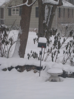 Cardinal on the feeder (02-22-2008 16:10)