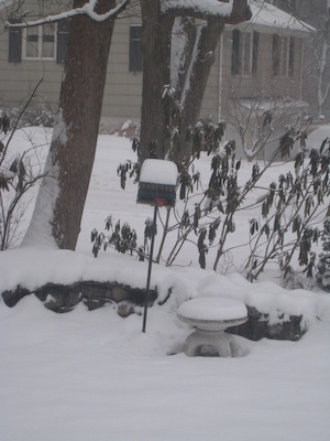 Cardinal on the feeder (02-22-2008 16:10)