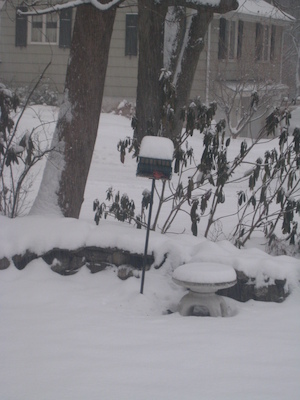 Cardinal on the feeder (02-22-2008 16:11)