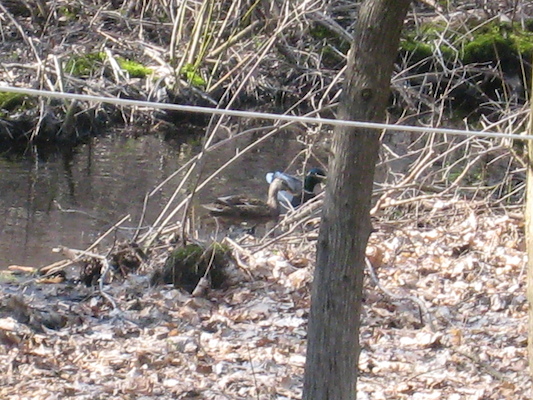 Ducks in our stream (04-19-2008 15:18)