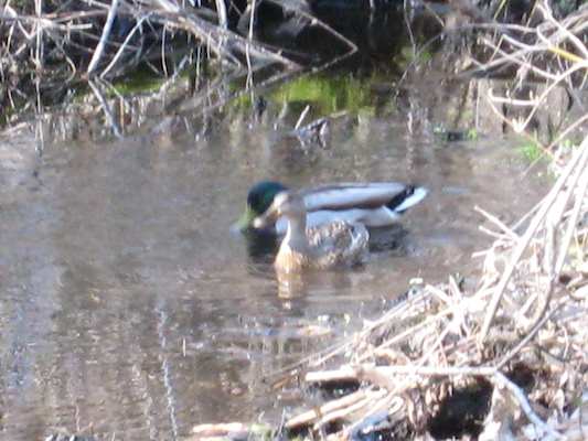 Ducks in our stream (04-19-2008 15:18)