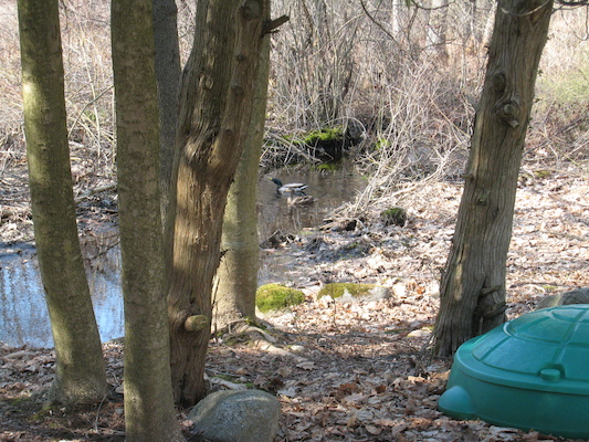 Ducks in our stream (04-19-2008 15:18)