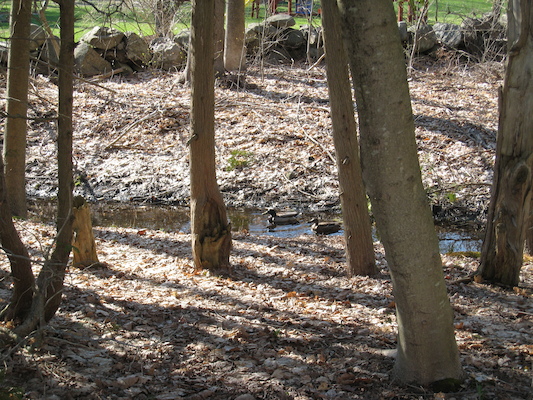 Ducks in our stream (04-19-2008 15:20)