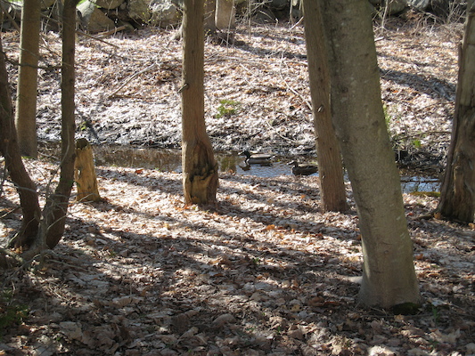 Ducks in our stream (04-19-2008 15:20)