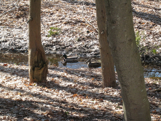 Ducks in our stream (04-19-2008 15:21)