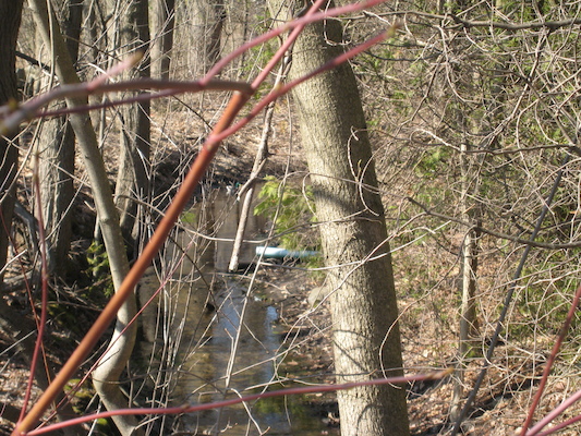 Ducks in our stream (04-19-2008 15:23)