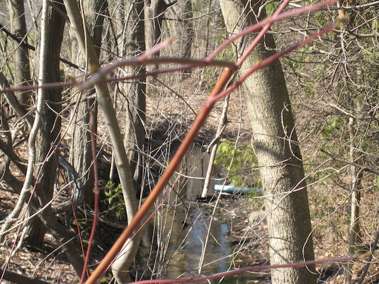 Ducks in our stream (04-19-2008 15:23)