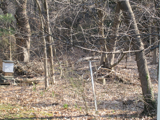 Woodpecker (04-22-2008 07:19)