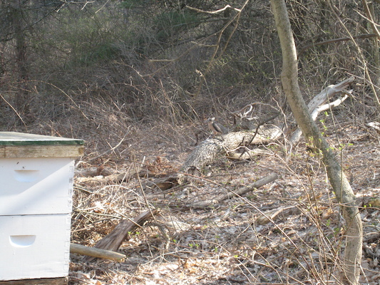 Woodpecker (04-22-2008 07:19)