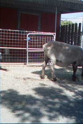 IMG_0926 (06-04-2008 20:19)