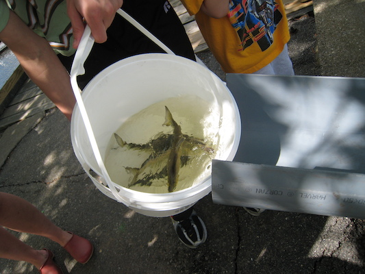 Herring ready to slide (05-24-2008 09:35)