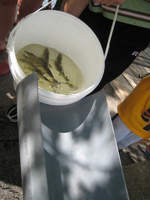 Herring ready to slide (05-24-2008 09:35)