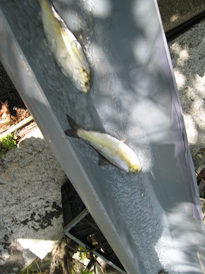 Herring sliding (05-24-2008 09:35)