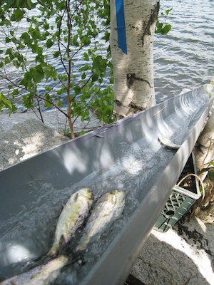 Herring sliding (05-24-2008 09:36)