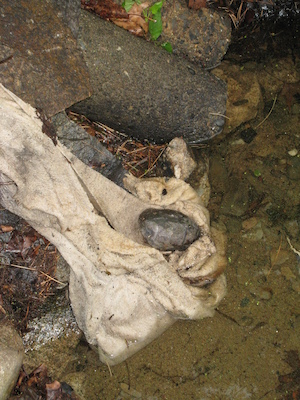 Tutle at Nea's house (06-06-2008 17:06)