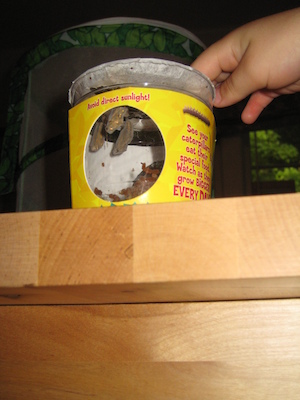 Chrysalides (06-29-2008 17:28)