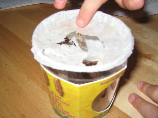 Chrisalides (06-29-2008 17:28)