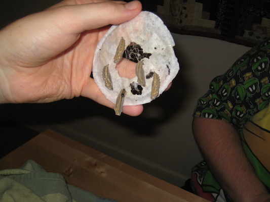 Chrysalides (06-29-2008 17:30)