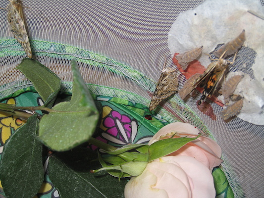 Butterflies emerging from chrysalides (07-05-2008 14:17)