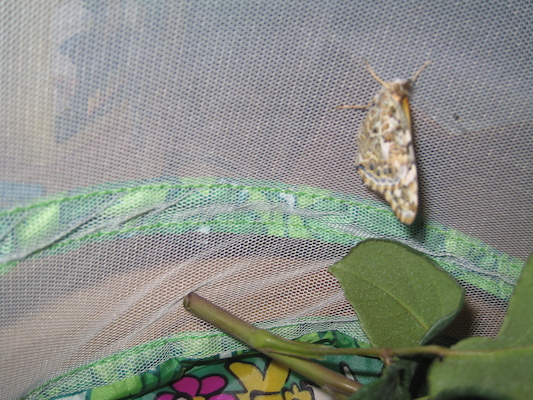 New butterfly (07-05-2008 14:18)