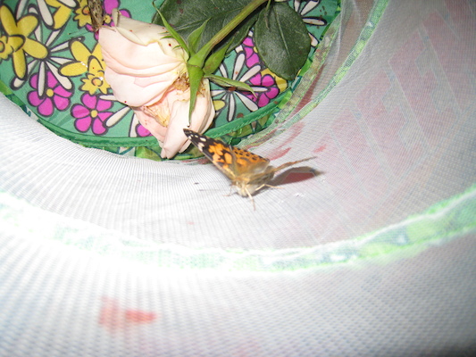 New butterfly (07-07-2008 06:11)