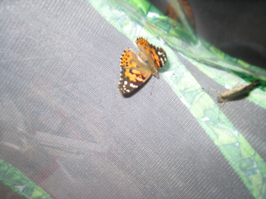 New butterfly (07-07-2008 06:11)