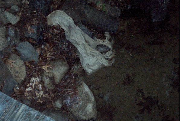 IMG_0946 (07-18-2008 20:29)