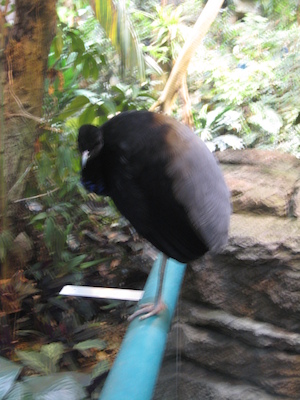 Bird at the Biodome (07-23-2008 08:35)