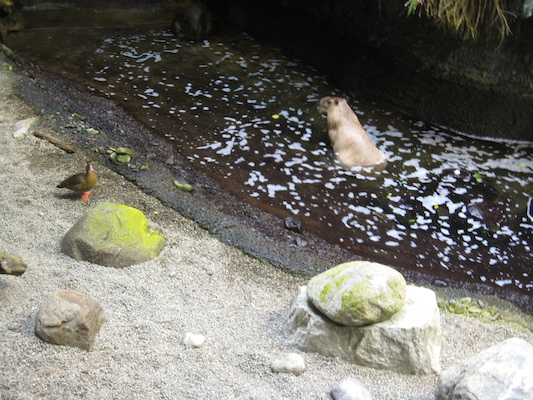 Capybara at the Biodome (07-23-2008 08:37)