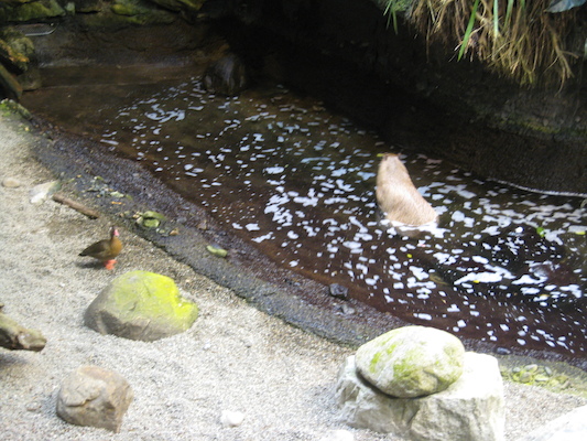 Capybara at the Biodome (07-23-2008 08:38)