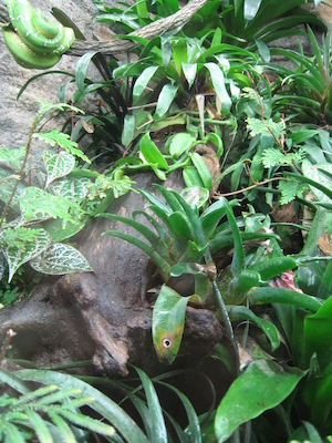 Snake and tree frogs at the Biodome (07-23-2008 08:50)