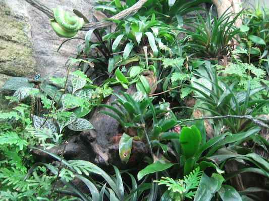 Snake and tree frogs at the Biodome (07-23-2008 08:50)
