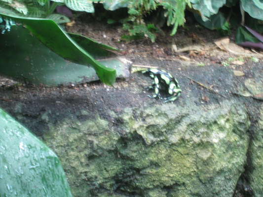 Tree frog at the Biodome (07-23-2008 08:50)