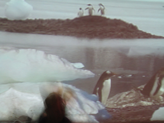 Tim with the penguins at the Biodome (07-23-2008 09:44)