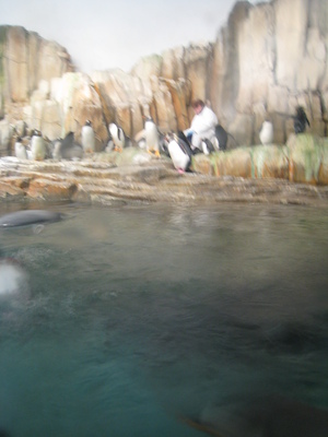 The penguins at the Biodome (07-23-2008 09:59)