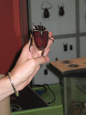 Beatle at the Insectarium (07-25-2008 09:10)
