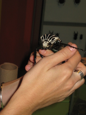 Beatle at the Insectarium (07-25-2008 09:10)