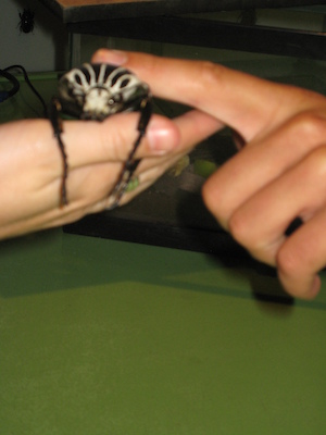 Beatle at the Insectarium (07-25-2008 09:10)