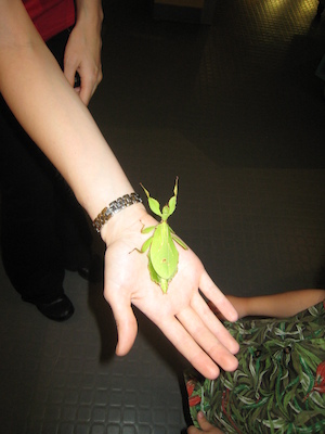 Cole and Tim looking at a walking leaf at the Insectarium (07-25-2008 09:11)
