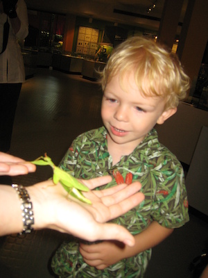 Cole looking at a walking leaf at the Insectarium (07-25-2008 09:11)
